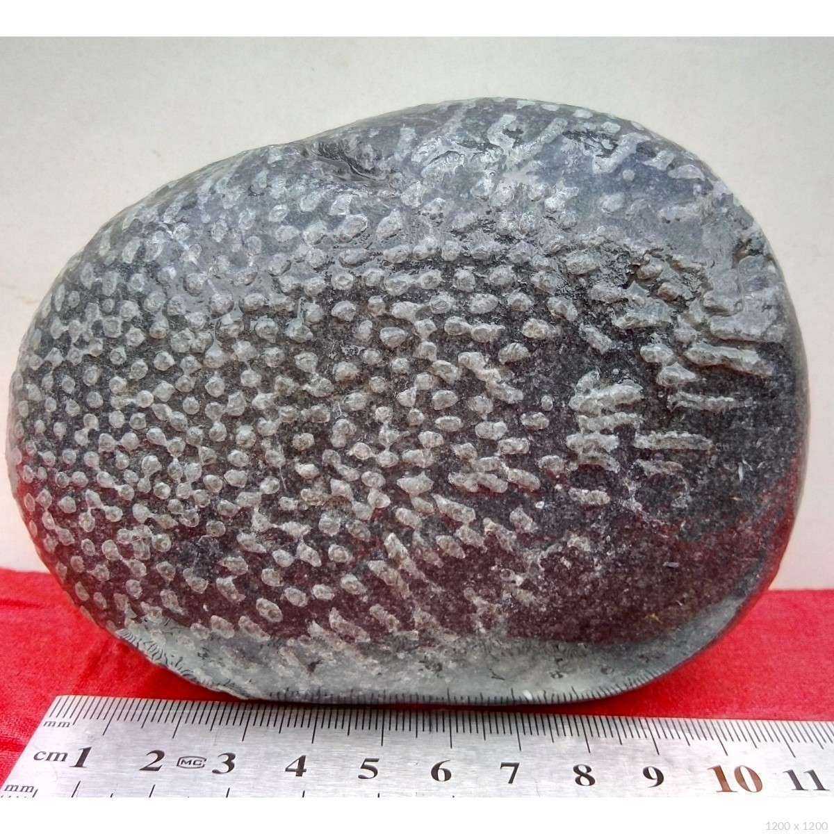 珊瑚虫化石
