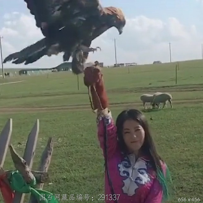 鹰隼试翼
