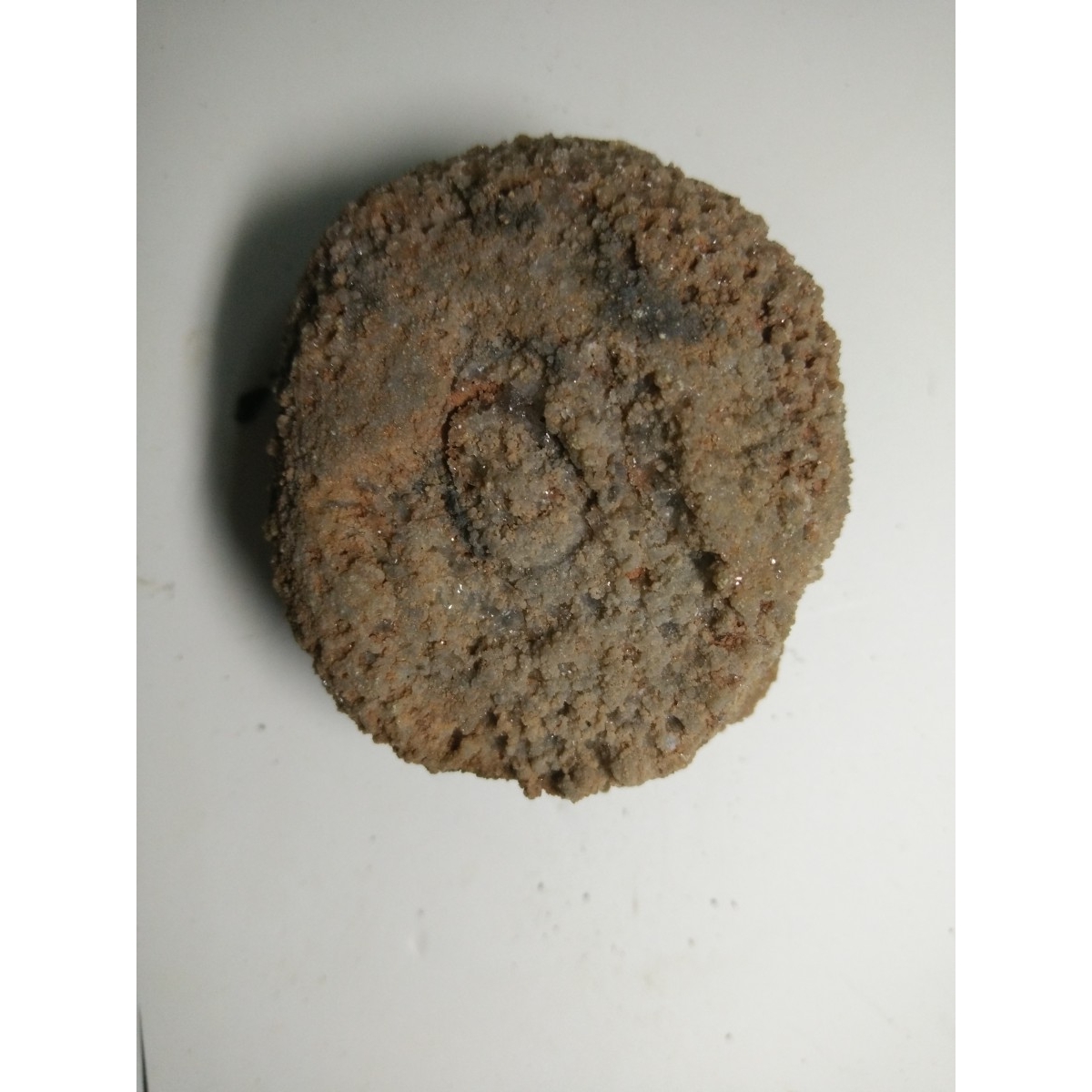 生物実験室＆生物同好会:化石 31 サンゴ類 クサリサンゴ ハシリテス