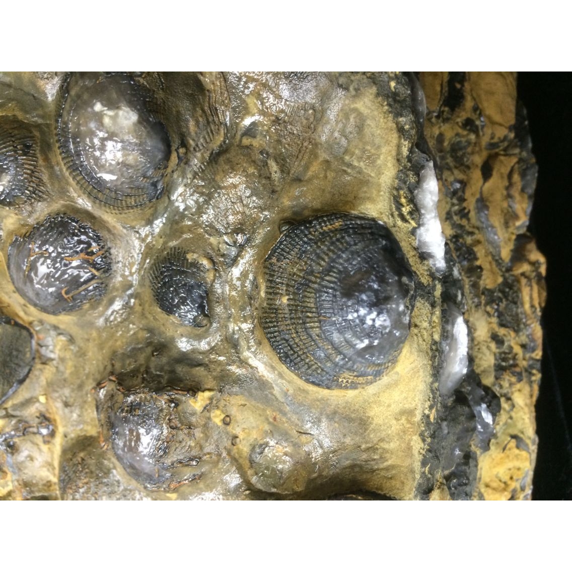 小海螺化石