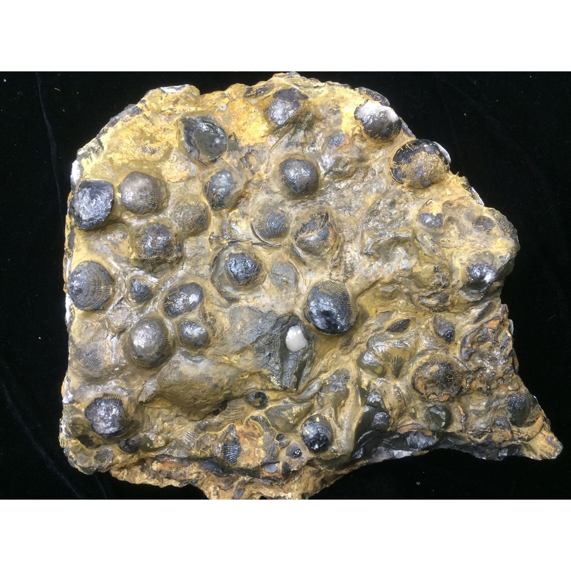 小海螺化石