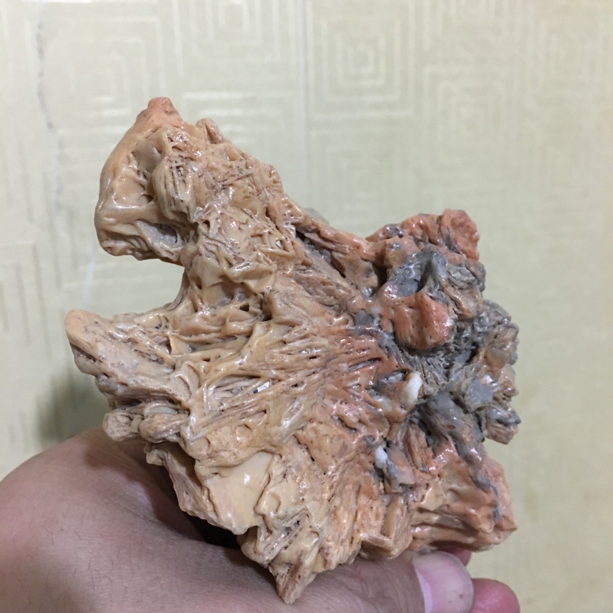 阿拉善鸡骨沙漠漆