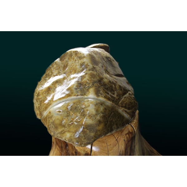 藏瓷奇石——互影龟鱼