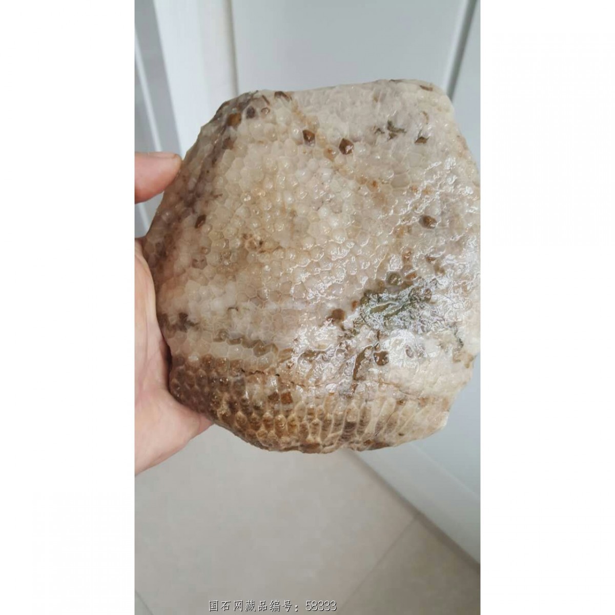 凤尾珊瑚原石(产地放漏)