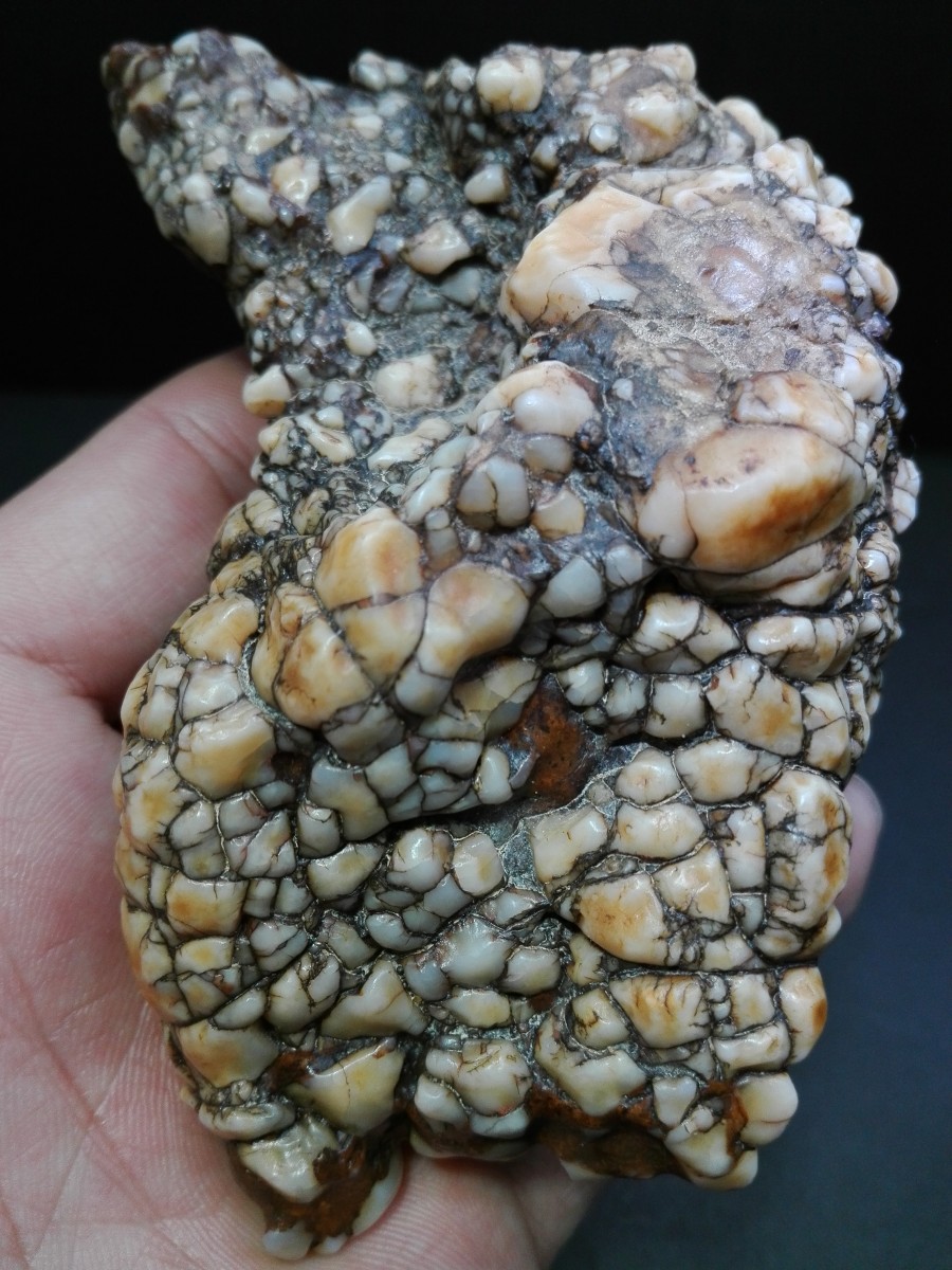 石馆 阿拉善原石阁  马牙石藏品名称:马牙石 石种:沙漠漆 产地: 大小