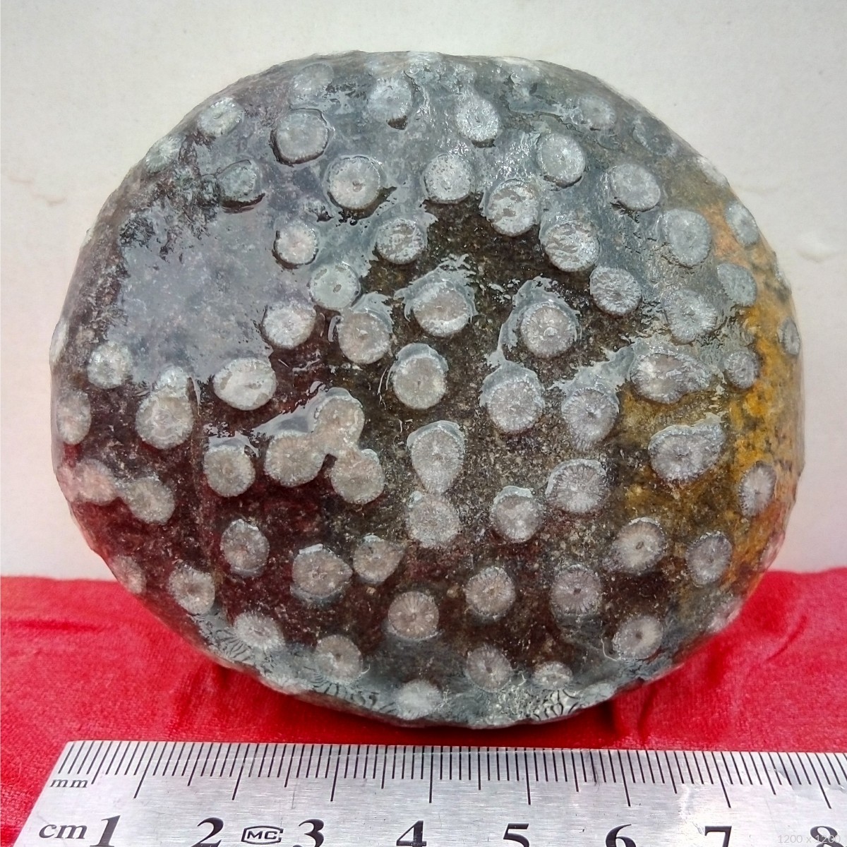 珊瑚虫化石