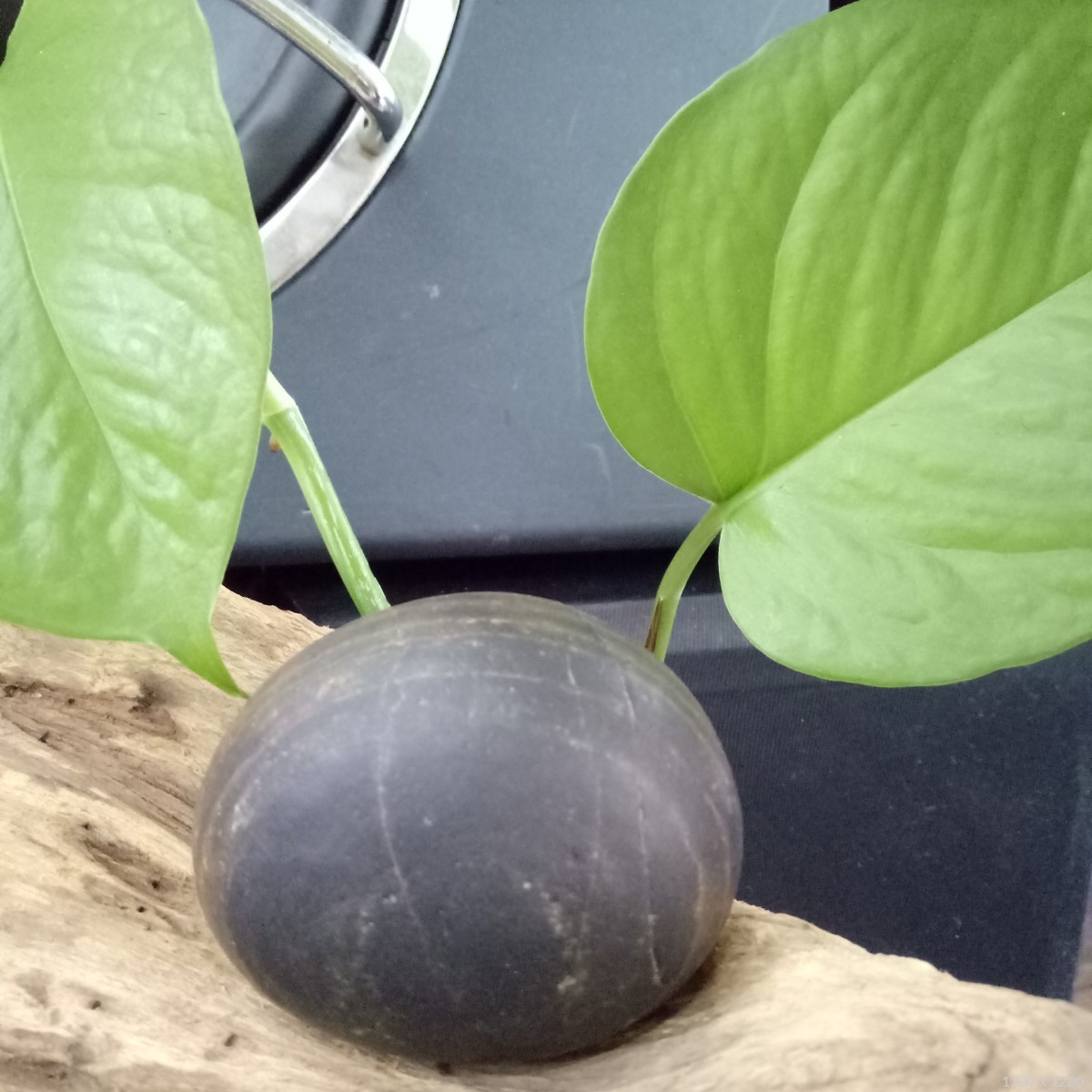 运费:买家自付藏品意蕴:此石系水冲石胆,水洗度高