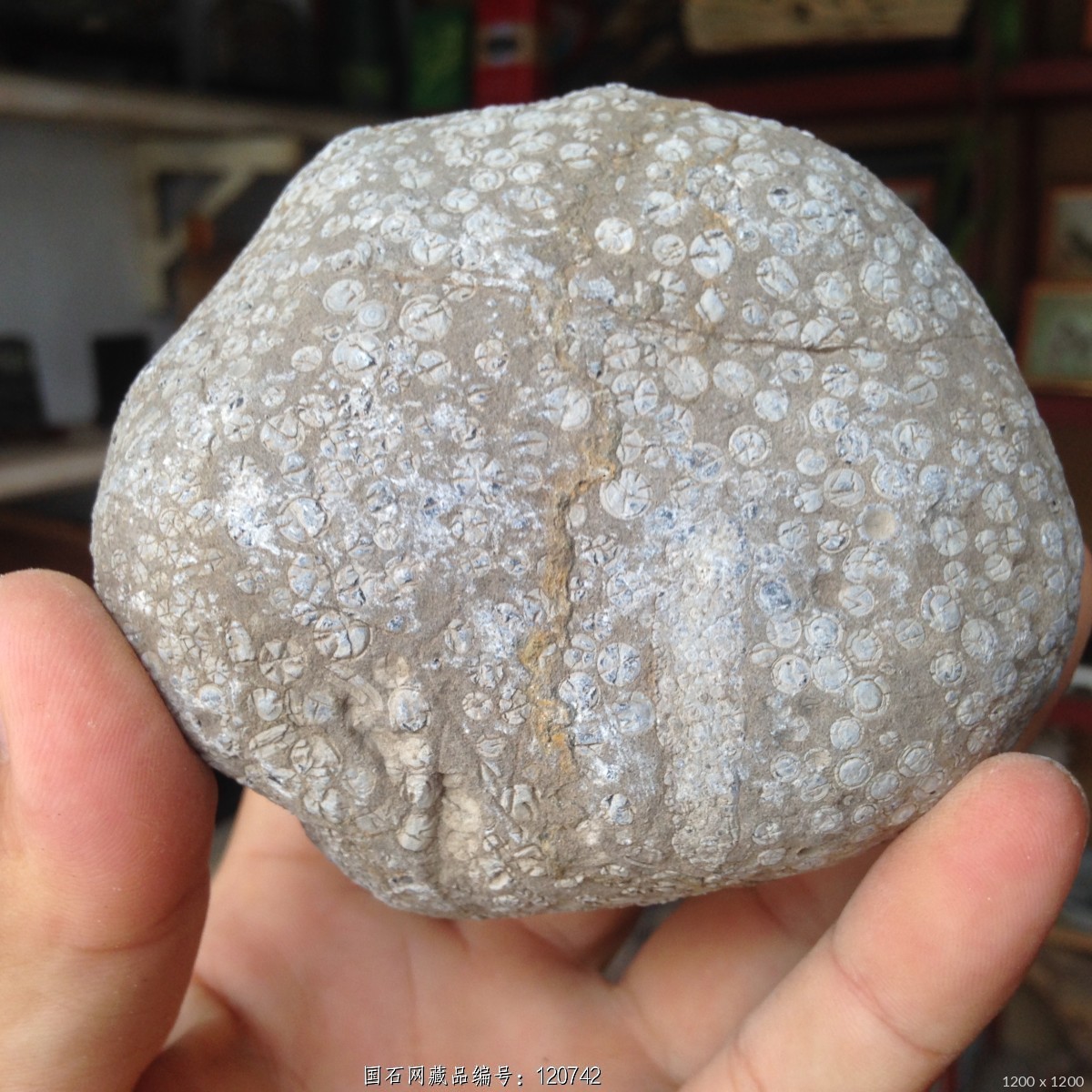 藻类化石6 - 石馆 - 国石网