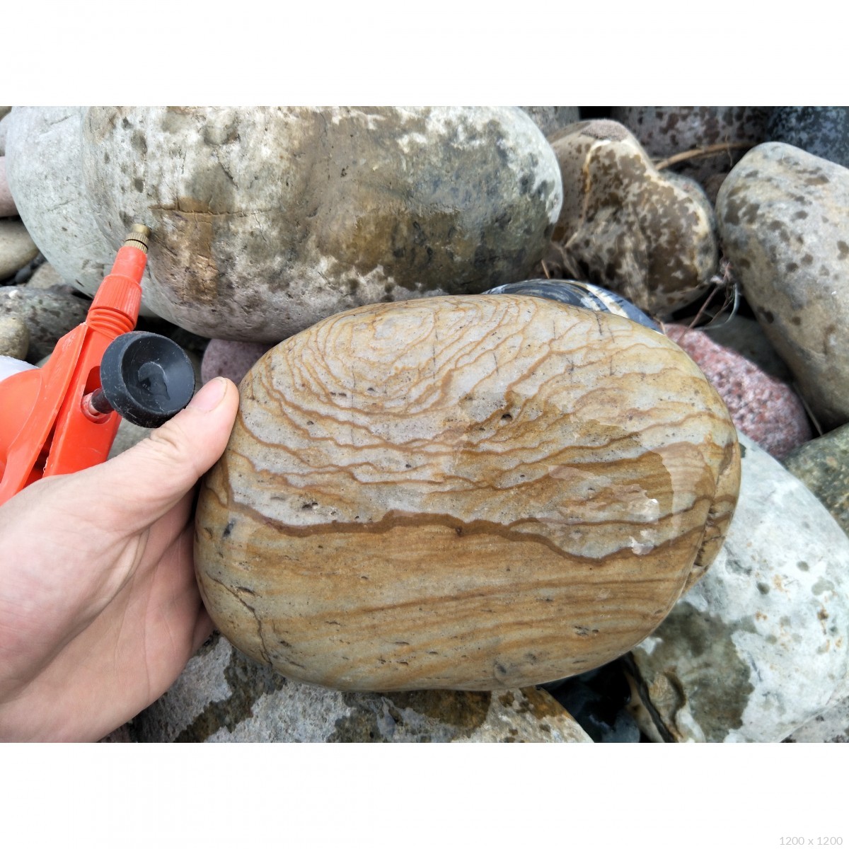 长江炭化石放漏