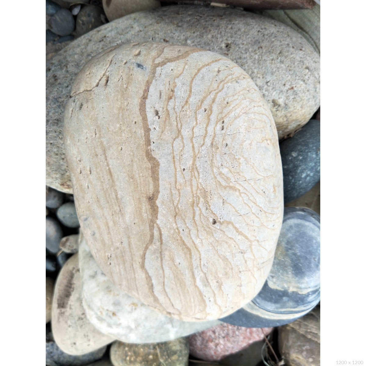 长江炭化石放漏