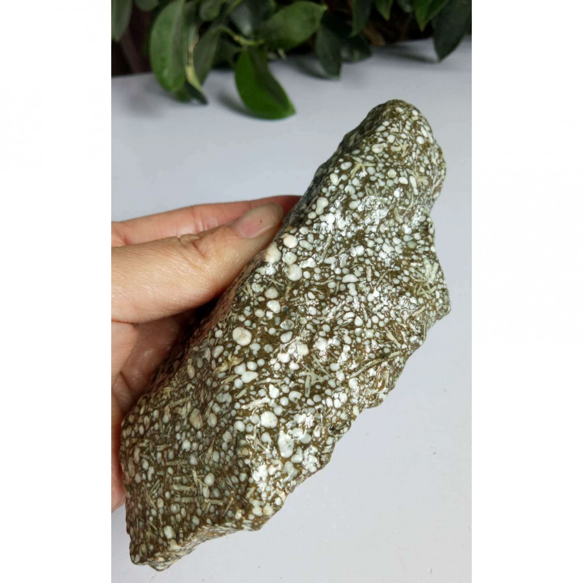 戈壁绿草花海贝化石雪梅赋