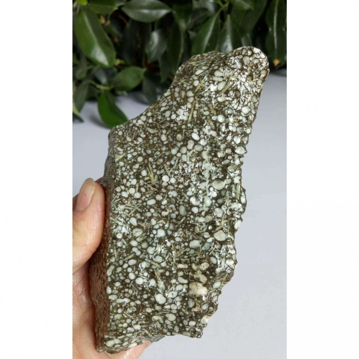 戈壁绿草花海贝化石雪梅赋