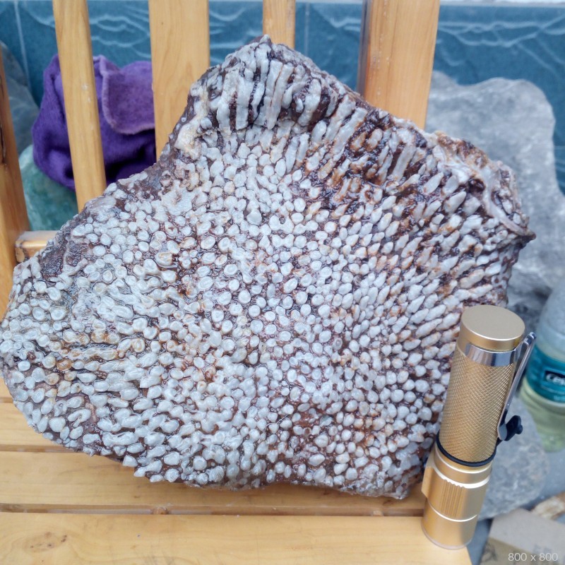 汉中古生物珊瑚化石