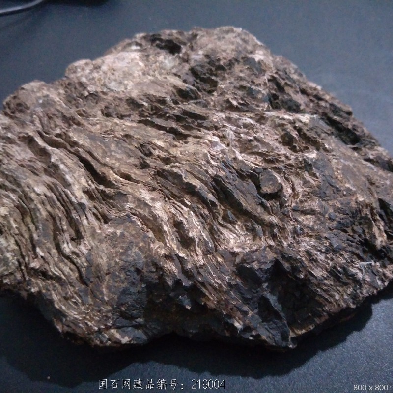 深纹高炭化木化石
