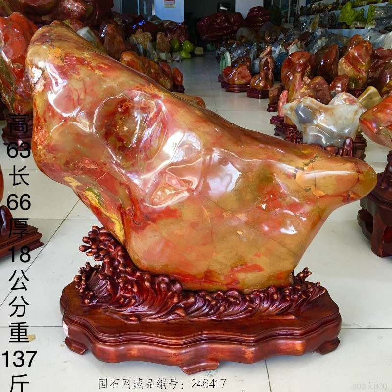 纯天然澳洲鸡血红：红红火火金龙鱼