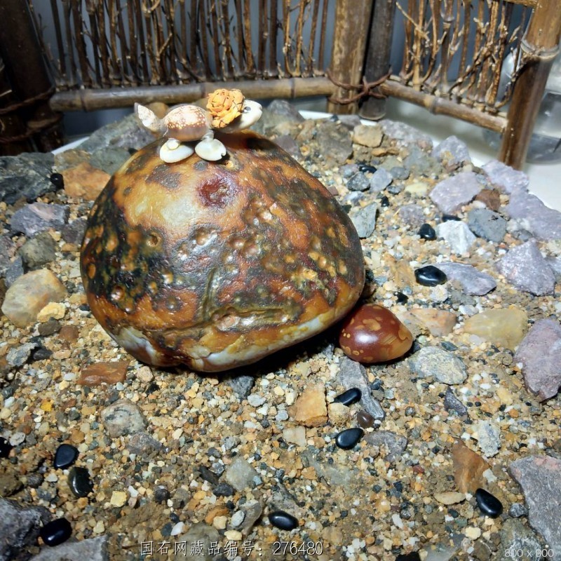 乌龟奇石极品图片