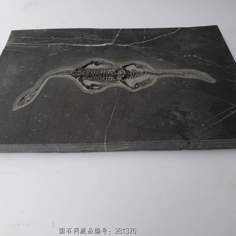 贵州 龙化石03