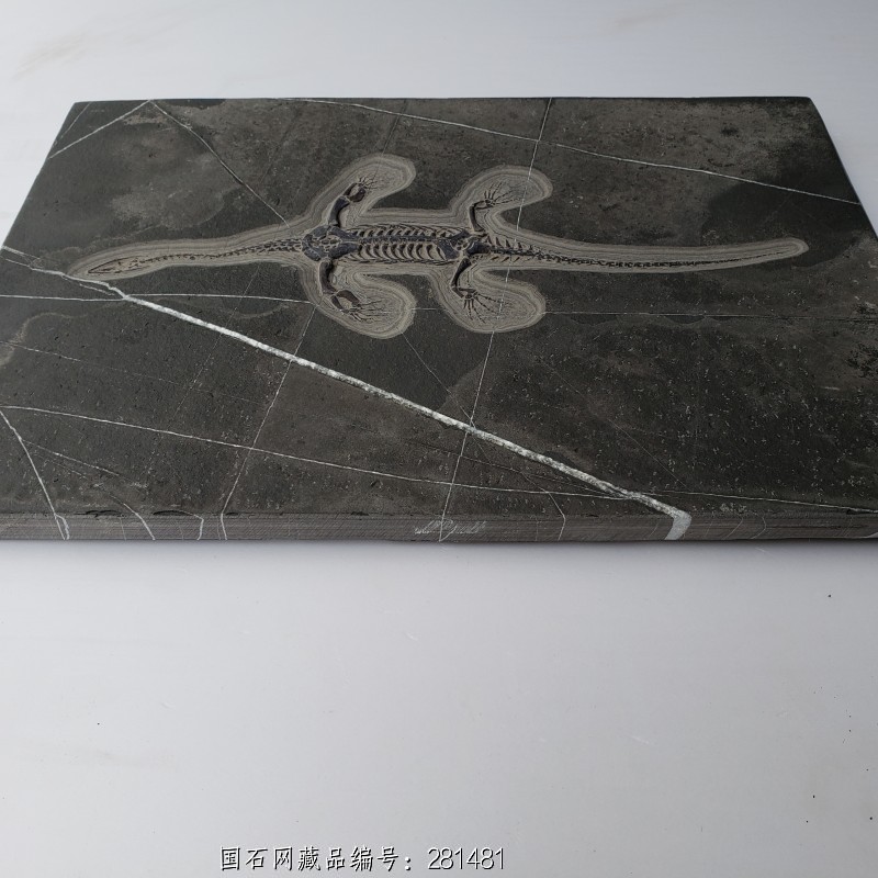 贵州 龙化石05