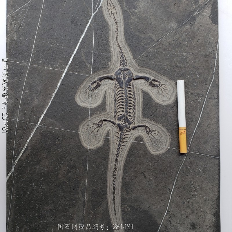 贵州 龙化石05