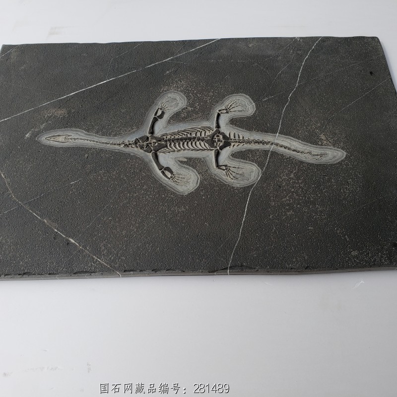 贵州 龙化石09