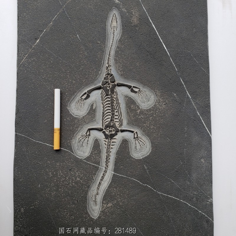 贵州 龙化石09