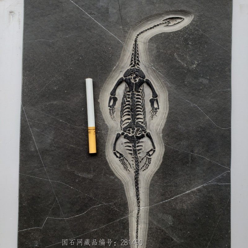 贵州 龙化石10