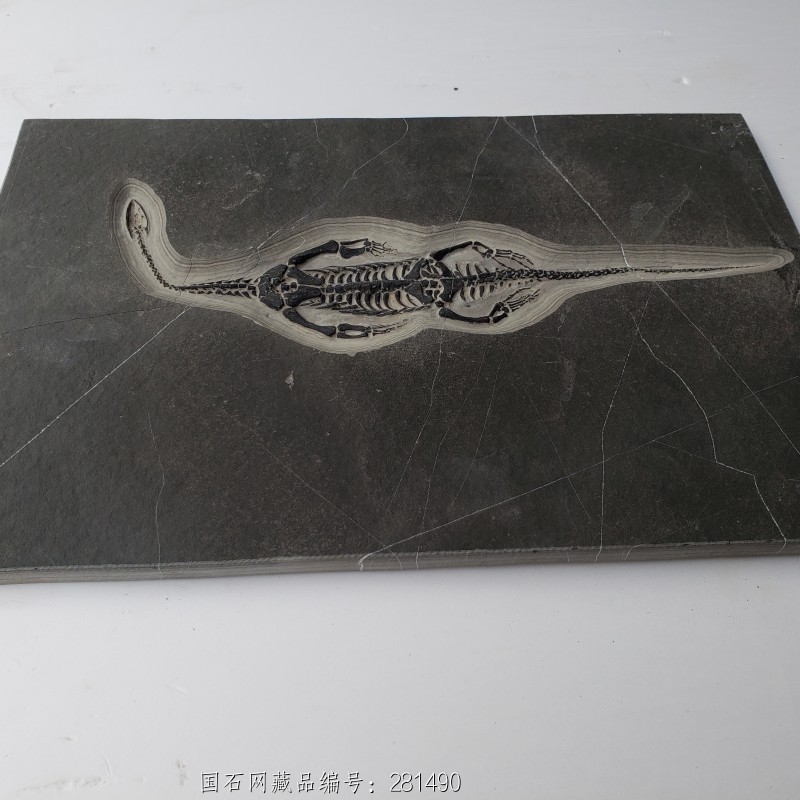 贵州 龙化石10