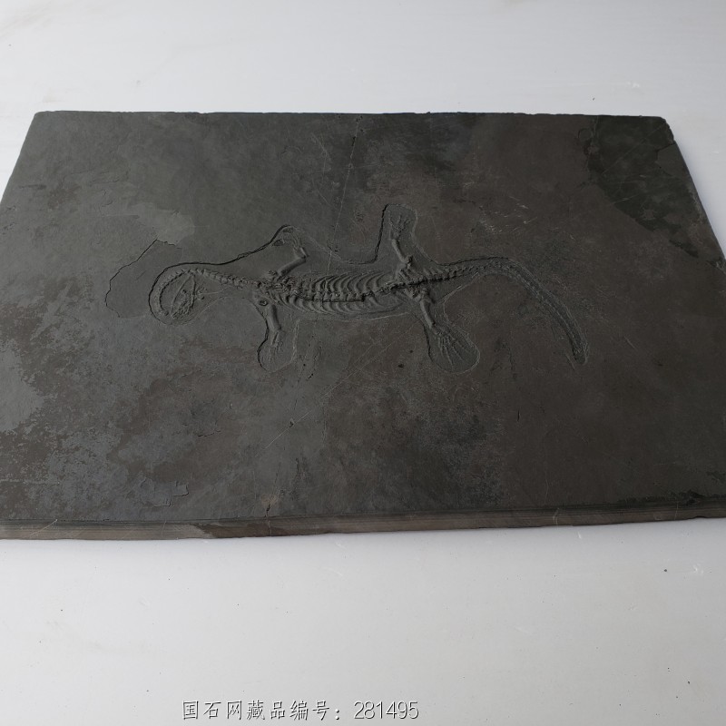 贵州 龙化石12