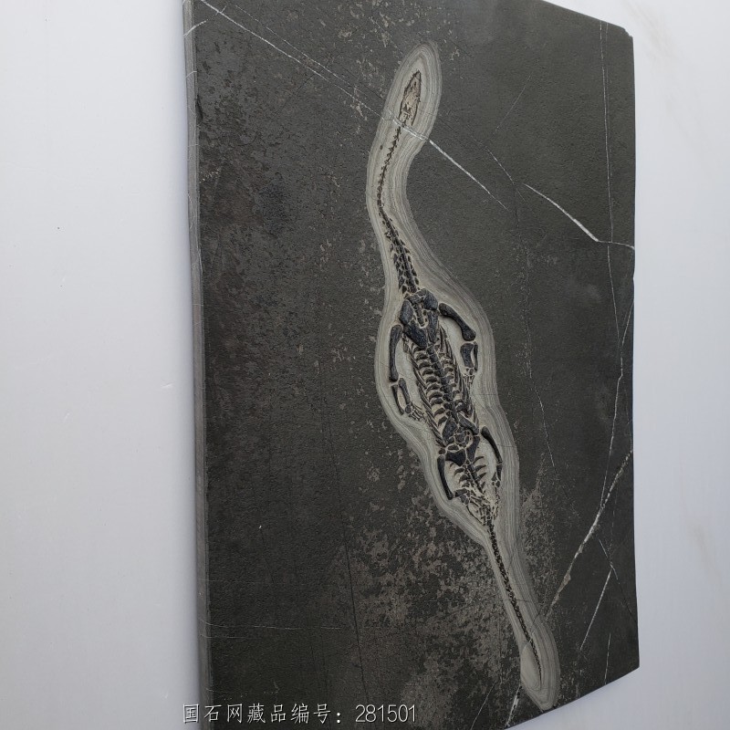 贵州 龙化石14