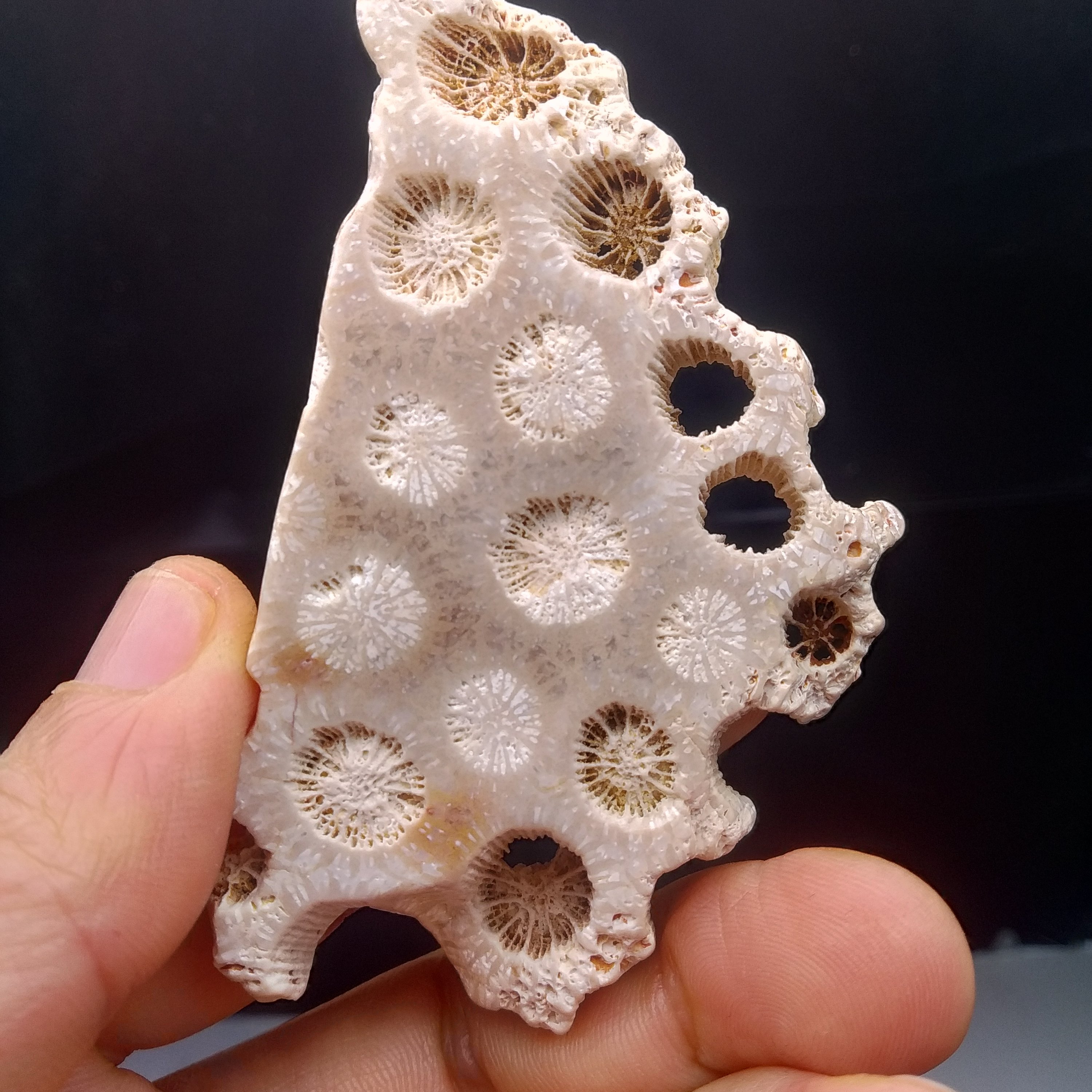 精美满花珊瑚玉原石切片