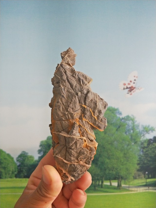 黄金袈裟比例协调整体饱满韵味十足!殿