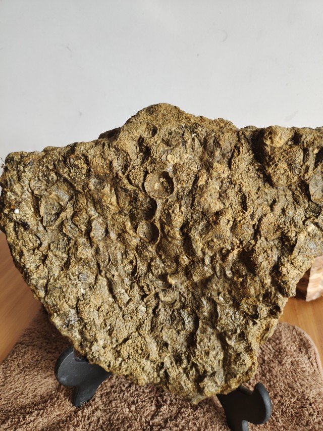 石燕板块化石