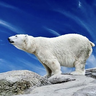 天外来客:北极熊
