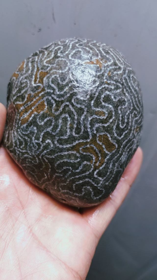 链珊瑚化石