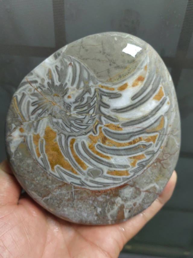 鹦鹉螺化石