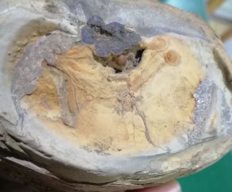 恐龙蛋化石（胚胎起珠期）