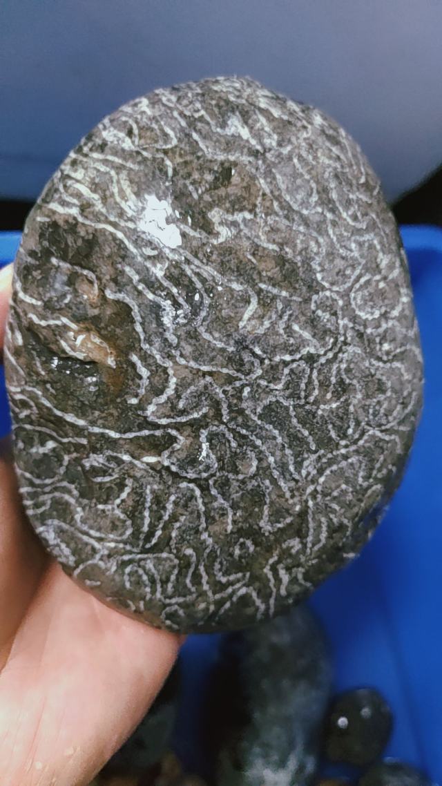 链珊瑚化石