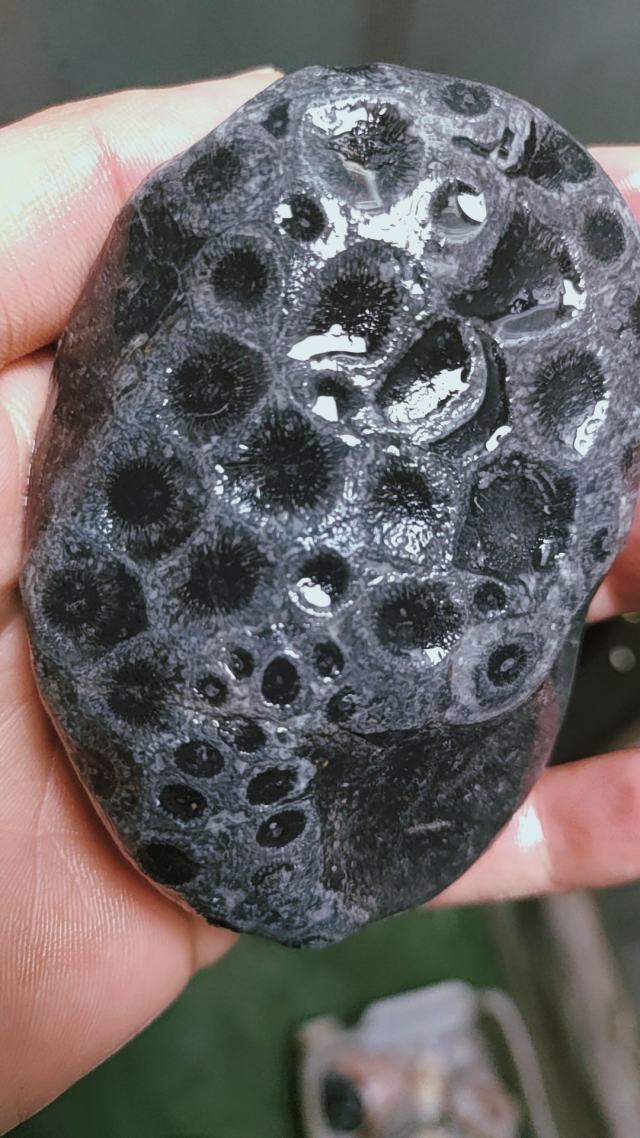 珊瑚化石