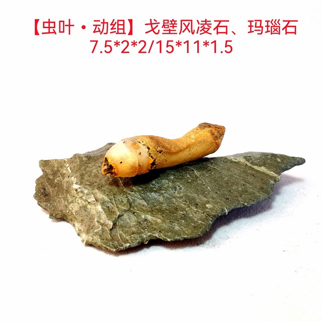 【夏虫•动物•组合】