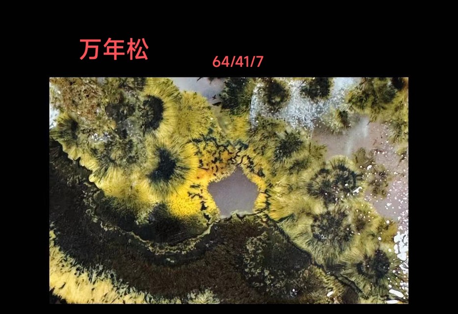 万年松可以打孔穿绳 137铃铃铃41285海洋玉髓玛瑙00110